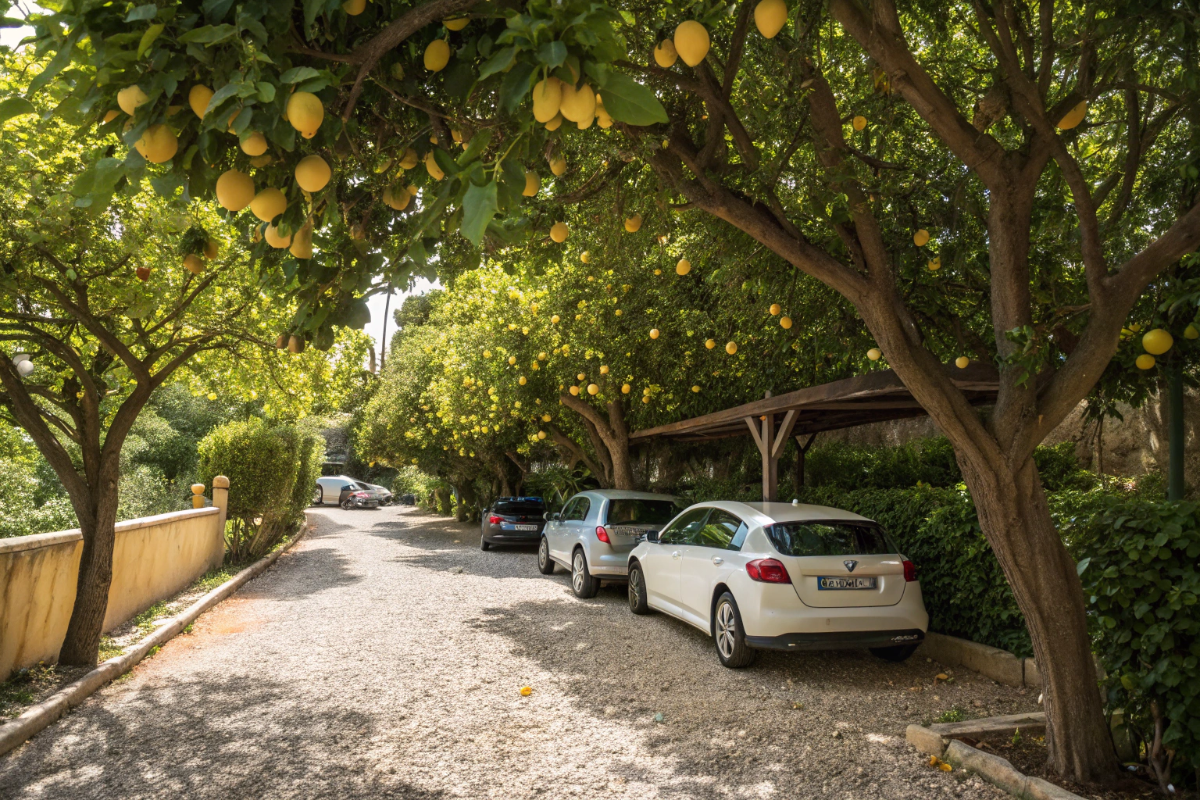 Auto parcheggiate all'ombra dei limoni nel parcheggio di Maiori